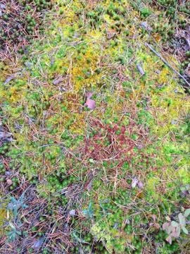 MOX Fotos de archivo