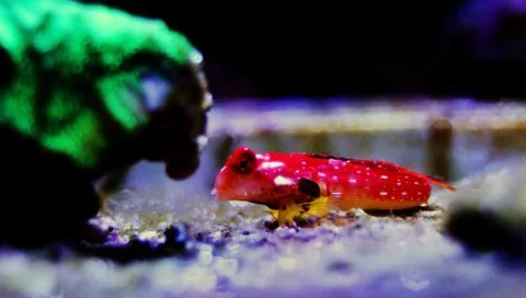 Moyeri Ruby Red Dragonet - (Synchiropus sycorax) Fotos de archivo