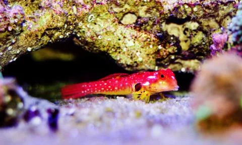Moyeri Ruby Red Dragonet - (Synchiropus sycorax) Stock Photos