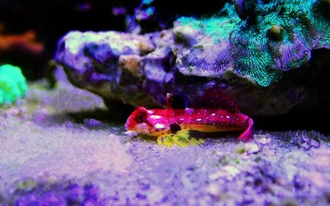 Moyeri Ruby Red Dragonet - (Synchiropus sycorax) Fotos de archivo