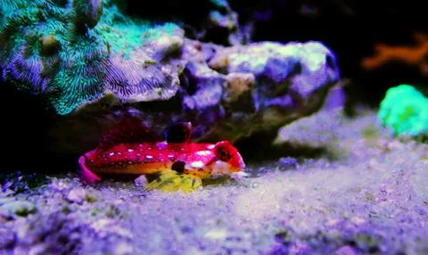 Moyeri Ruby Red Dragonet - (Synchiropus sycorax) Photos