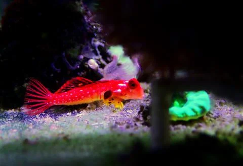 Moyeri Ruby Red Dragonet - (Synchiropus sycorax) Photos