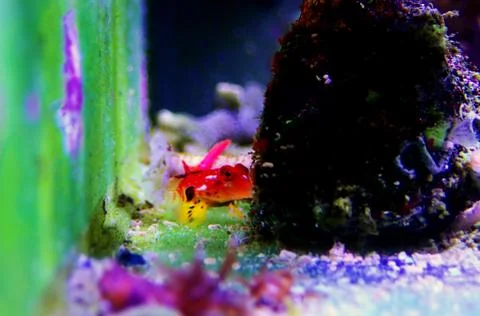 Moyeri Ruby Red Dragonet - (Synchiropus sycorax) Fotos Stock