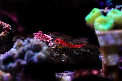 Moyeri Ruby Red Dragonet - (Synchiropus sycorax) 库存照片