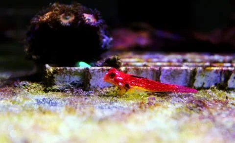 Moyeri Ruby Red Dragonet - (Synchiropus sycorax) 库存照片