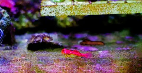 Moyeri Ruby Red Dragonet - (Synchiropus sycorax) Foto stock