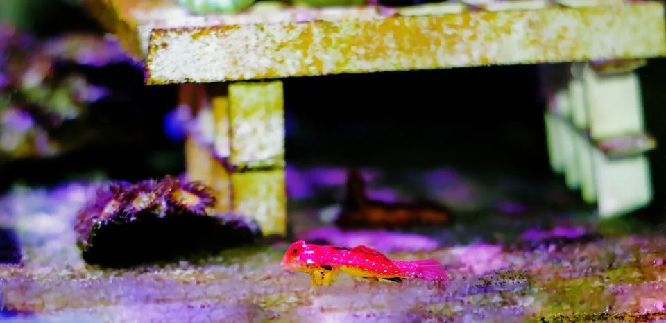 Moyeri Ruby Red Dragonet - (Synchiropus sycorax) Photos