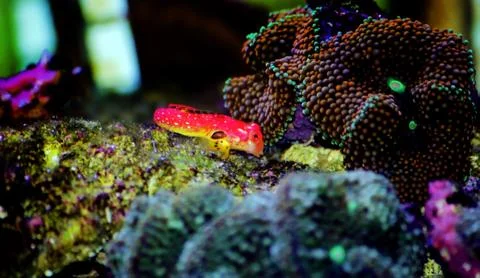 Moyeri Ruby Red Dragonet - (Synchiropus sycorax) Foto stock
