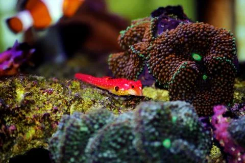 Moyeri Ruby Red Dragonet - (Synchiropus sycorax) Stock Photos