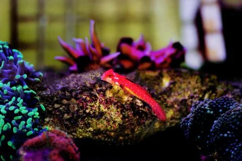 Moyeri Ruby Red Dragonet - (Synchiropus sycorax) Photos