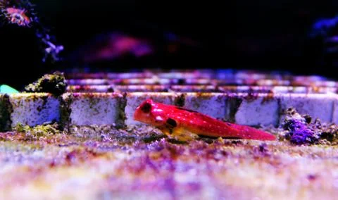 Moyeri Ruby Red Dragonet - (Synchiropus sycorax) Stock Photos