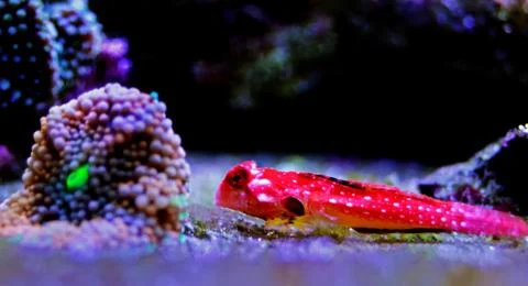 Moyeri Ruby Red Dragonet - (Synchiropus sycorax) Stock Photos