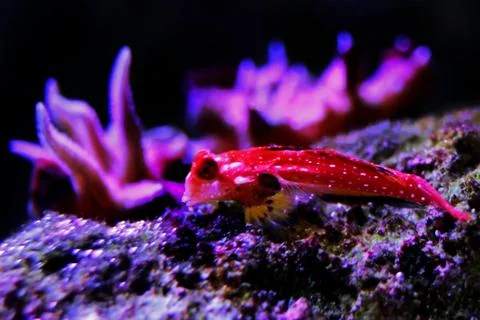 Moyeri Ruby Red Dragonet - (Synchiropus sycorax) Stock Photos