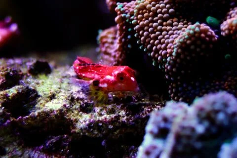 Moyeri Ruby Red Dragonet - (Synchiropus sycorax) Foto stock
