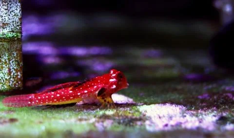 Moyeri Ruby Red Dragonet - (Synchiropus sycorax) Fotos de archivo