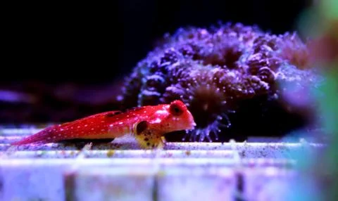 Moyeri Ruby Red Dragonet - (Synchiropus sycorax) Stock Photos