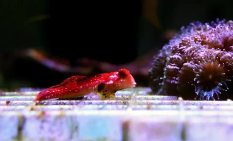 Moyeri Ruby Red Dragonet - (Synchiropus sycorax) Foto stock