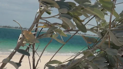 Mozambique, windy ocean with a tree in the foreground. Stock-Footage 170704622