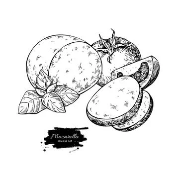 Mozzarella cheese vector drawing. Hand drawn round piece with ba Stock Illustration