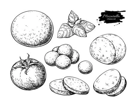 Mozzarella cheese vector drawing. Hand drawn round piece with baby mozzarella Stock Illustration