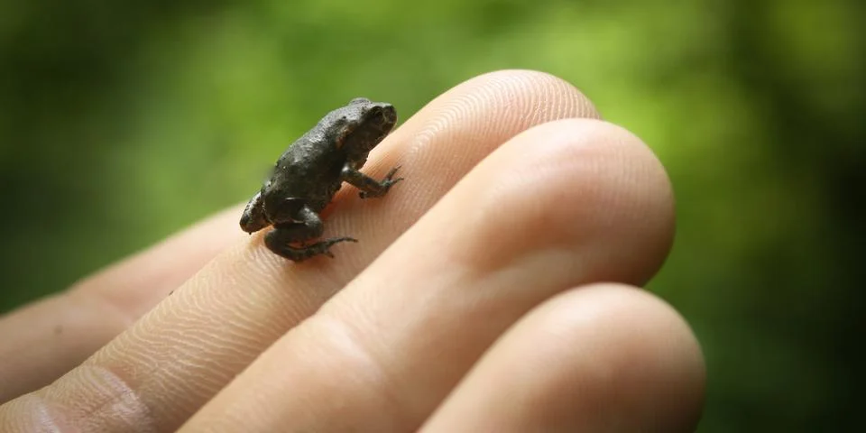 Mr Baby Frog Stock Photos