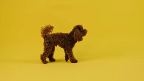 Mr Barney the brown poodle performs a bow and walks away on a yellow background Stock Footage 301430166