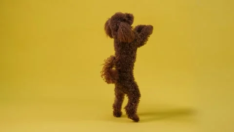 Mr. Barney the poodle dances happily against a bright yellow background Stock Footage 301420679