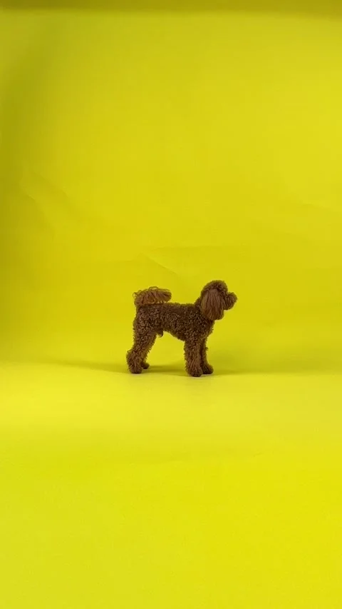 Mr. Barney the poodle performs various actions while looking to the side Stock Footage 301399788
