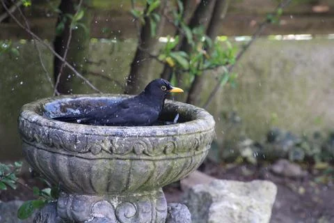Mr blackbird bathing Stock Photos