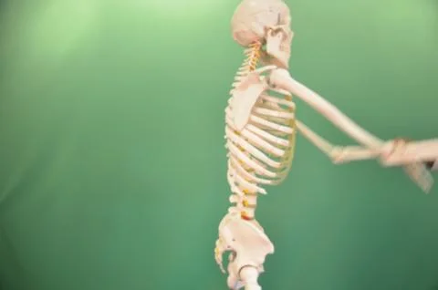 Mr Bones 库存照片