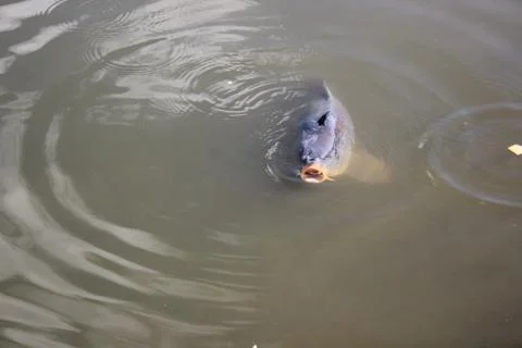 Mr. Fish Stock Photos