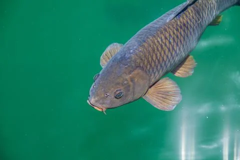 Mr. Fish Stock Photos