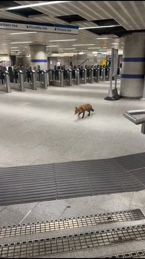 Mr. Fox Needs to Catch His Train, Kings Cross Train Station, Londo, UK - 05 Jan  Stock Footage 299750555
