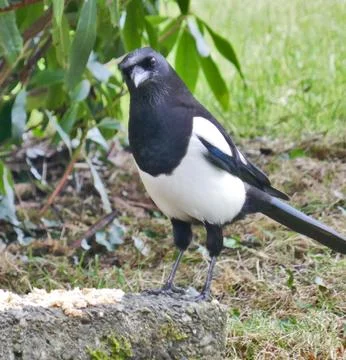 Mr. Magpie Stock Photos