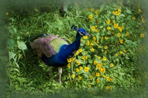 Mr. Peacock if You Please Stock Illustration