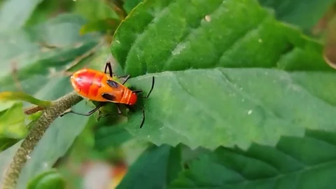 Mr. Pucung (Dysderacus Cingulatus) on a green leaf Stock Footage 219775703
