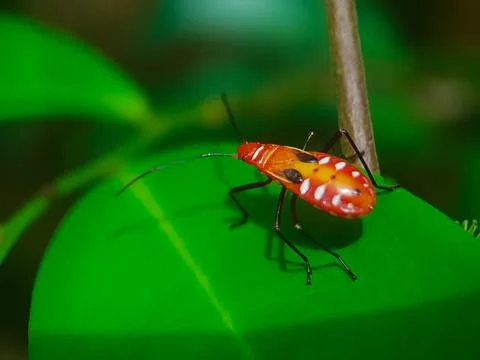 Mr. Pucung's insect Stock Photos