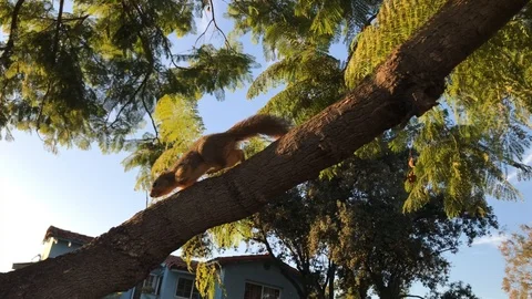 Mr. Squirrel nibbles and climbs the tree Stock Footage 100246385
