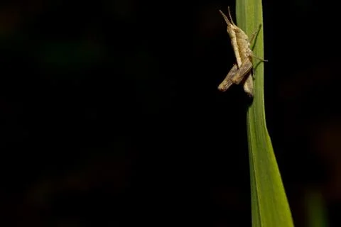 Mr tiny hopper Foto stock