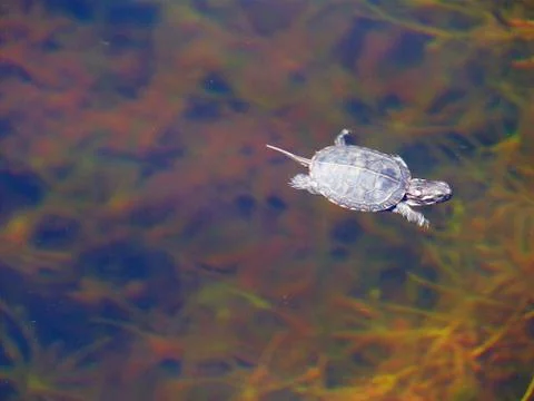 Mr turtle Foto stock