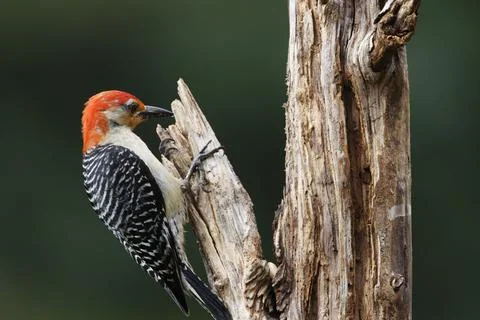 MRedbellied Stock Photos