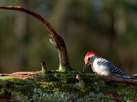 MRedbellied Stock Photos