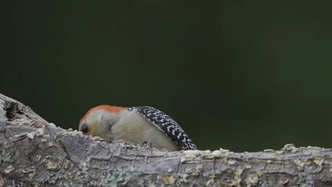MRedbellied25% Stock Footage 242343089