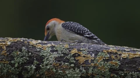 MRedbelliedWoodpecker50 Stock Footage 242452756