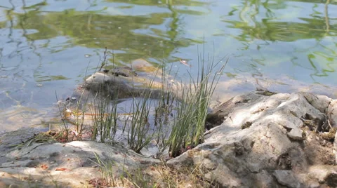 MREZ 04 Water laps rocks in a peaceful pond Stock Footage 39486754
