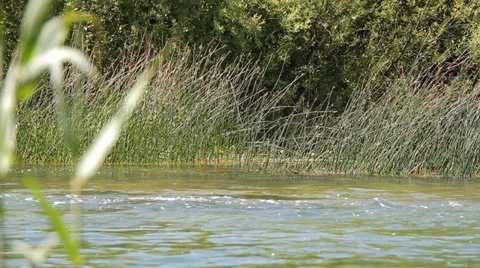 MREZ 08 River flowing merrily with reeds 1 Stock Footage 39494108