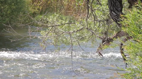 MREZ 33 Fast river flowing by with tree branches in foreground Stock Footage 40150386