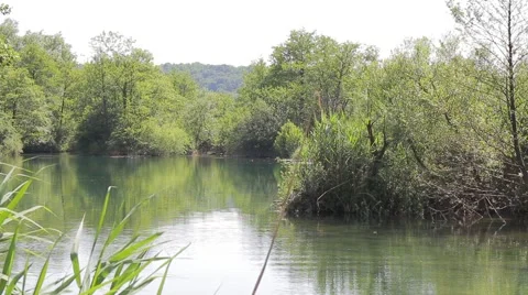 MREZ 35 Calm green river with reeds in foreground Stock Footage 40159424