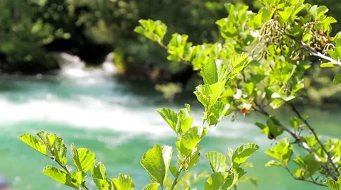 MREZ 44 Forest stream waterfall through tree branches 2 Stock Footage 41537650