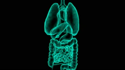 MRI Organs Stock Footage 61465127